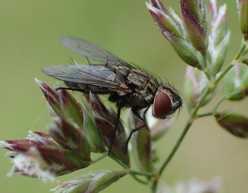 Réf. 195 443 : Metopia sp.